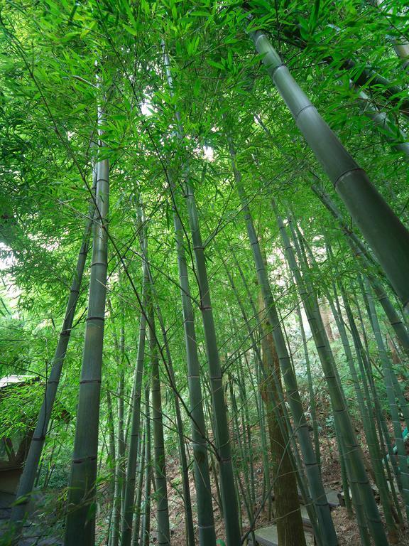 Hakone Tokinoshizuku Hotel Bagian luar foto Bamboo forest